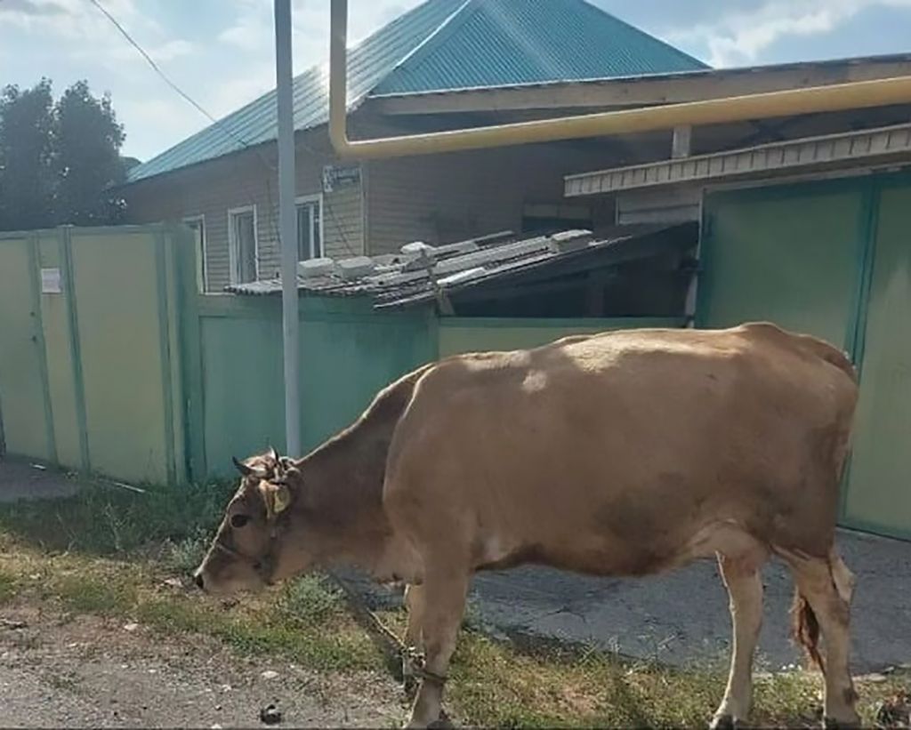 Бродячий скот в городе