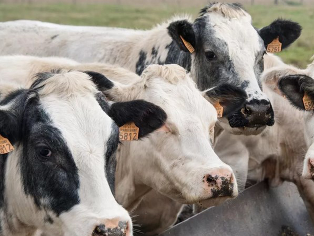 В Казахстане запустили онлайн страхование коров