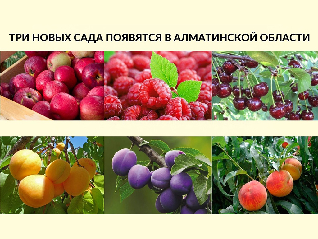 Три новых сада появятся в Алматинской области