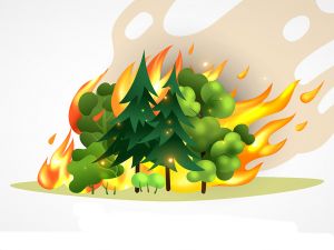 Берегите лес от пожара