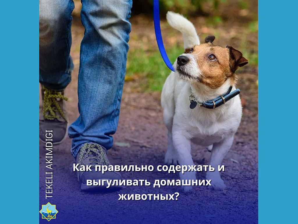 Как правильно содержать и выгуливать домашних животных