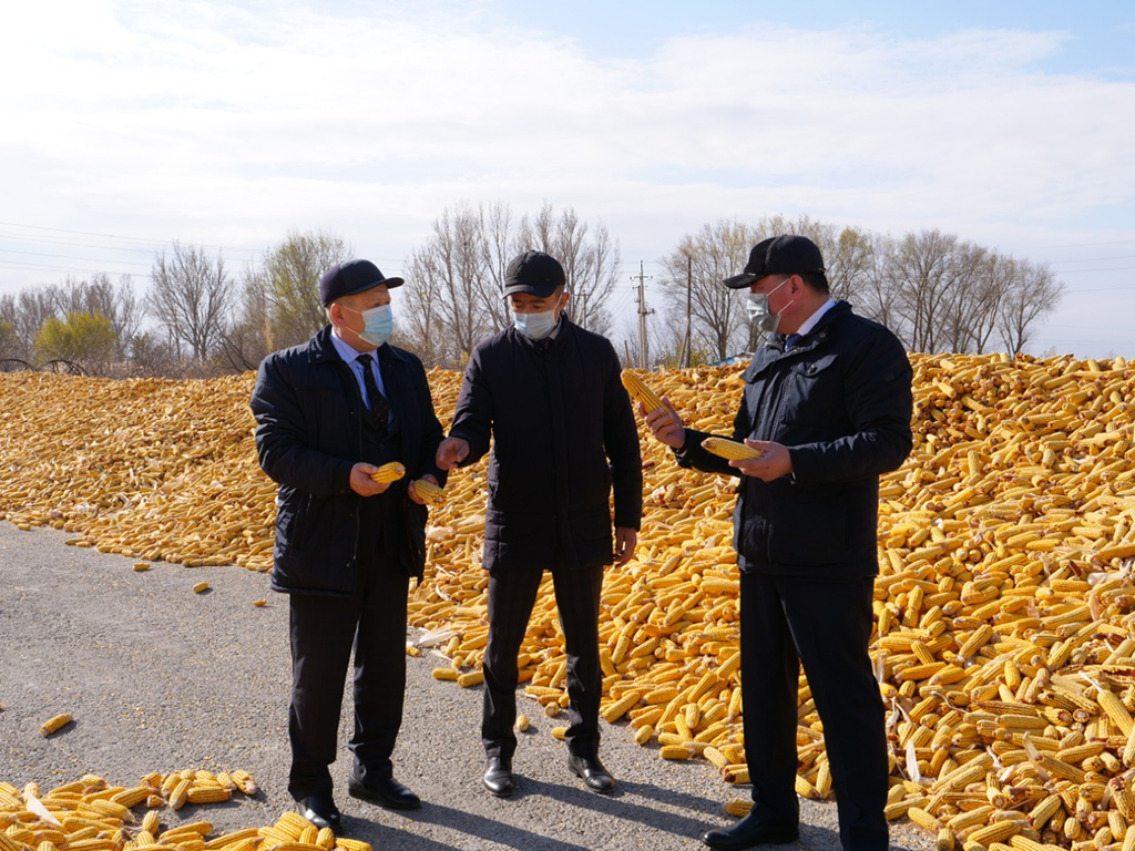 Более 79 тысяч тонн кукурузы собрали аграрии Уйгурского района 