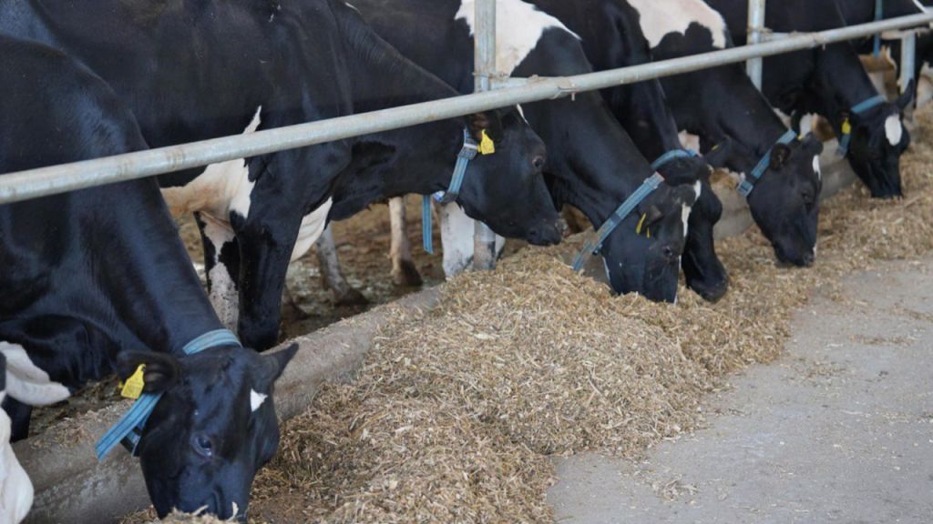 Казахстанская продукция выходит на рынки ЕС и стран Персидского залива