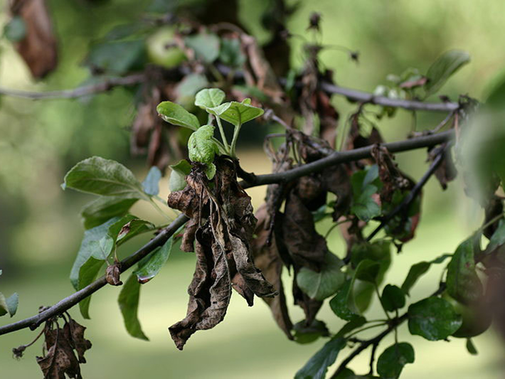 ​Бактериальный ожог плодовых деревьев – серьезная угроза садоводству!