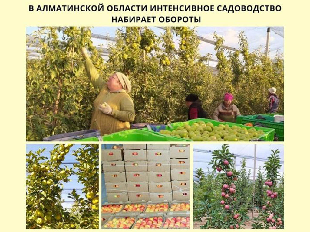 Интенсивное садоводство активно развивается в Алматинской области