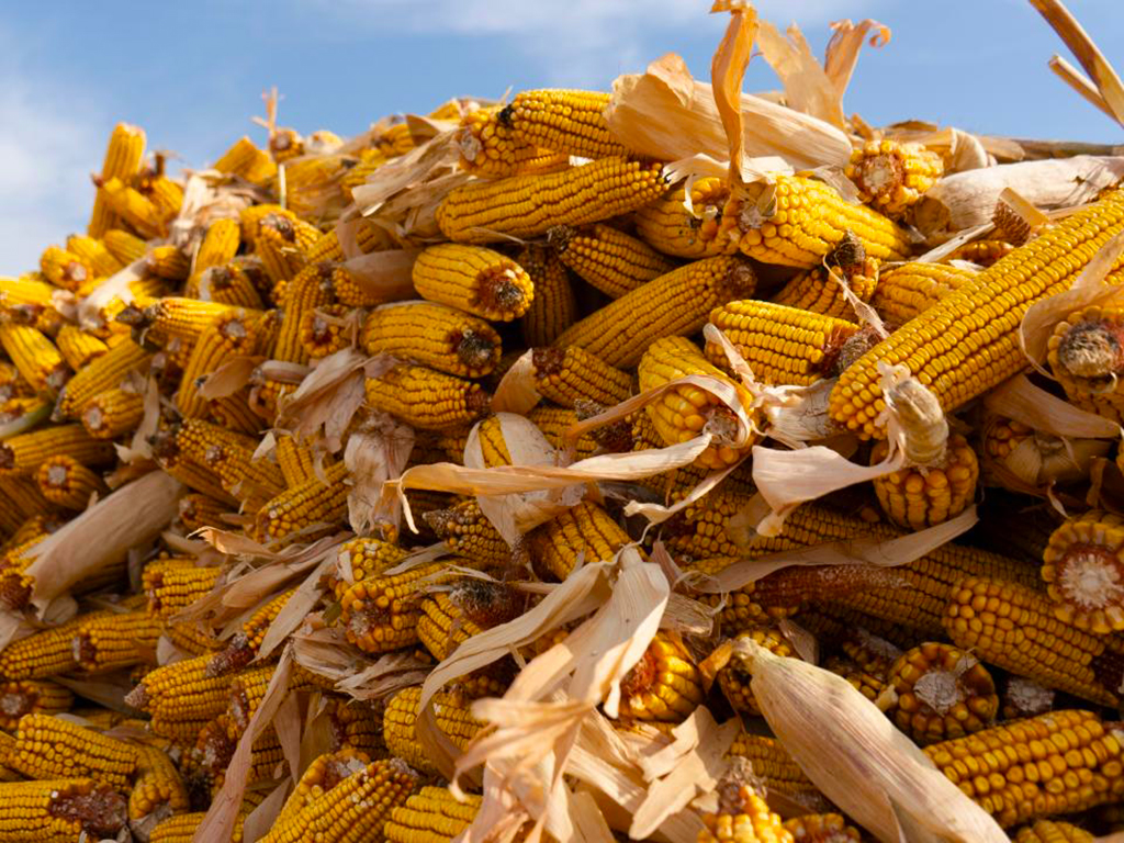 В Сарканском районе получен рекордный урожай кукурузы
