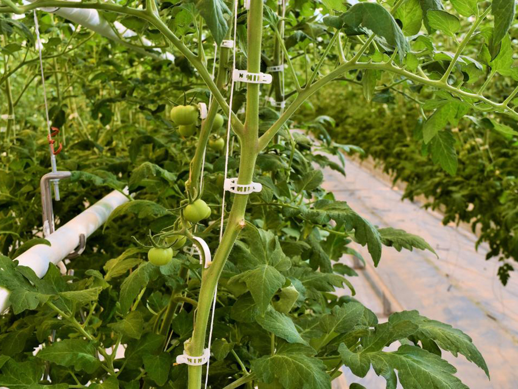 В Капшагае запустили тепличный комплекс по выращиванию томатов